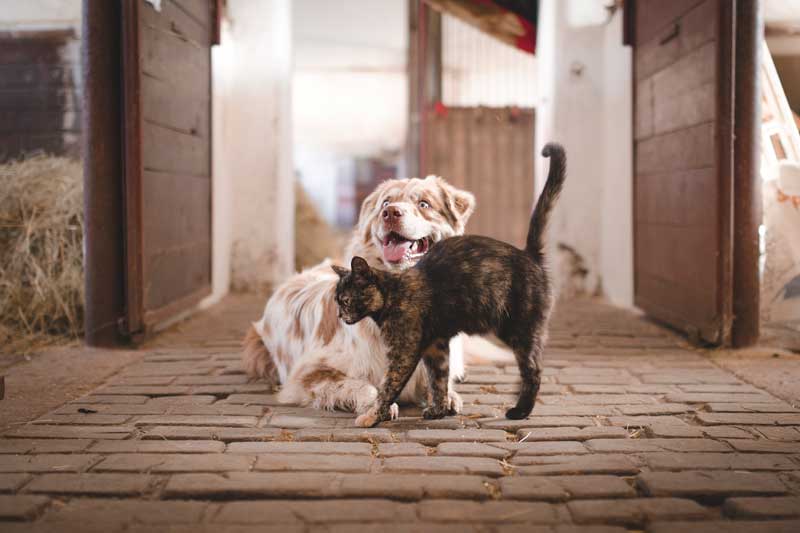 Mascotas, leyes y la separación de sus dueños